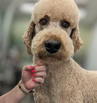 Labrodoodle showing fresh trim